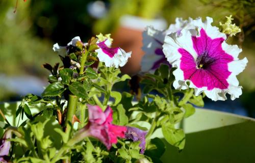 a group of pink and white flowers in a vase at Manos Apartments in Almirida