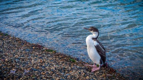 a bird standing on the shore of the water at Che Cauquen in Puerto Santa Cruz