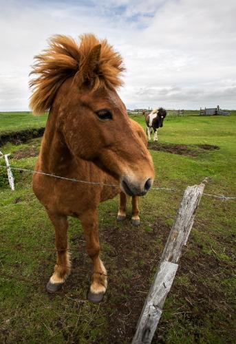 un caballo parado junto a una valla en un campo en Guesthouse 77, en Eyrarbakki