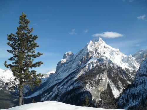 a snow covered mountain with a tree in the foreground at Villa Adria B&B in Canazei