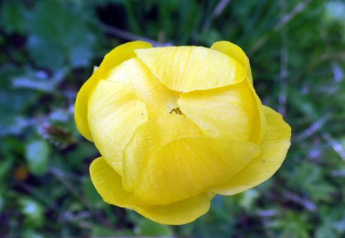 a yellow flower with a beetle inside of it at B&B Le Temps d'une Pause in Champorcher