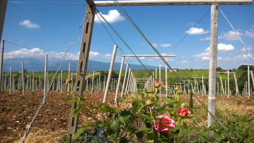 a field of roses in a vineyard at Casa Dell'Arciprete B&B in Arielli