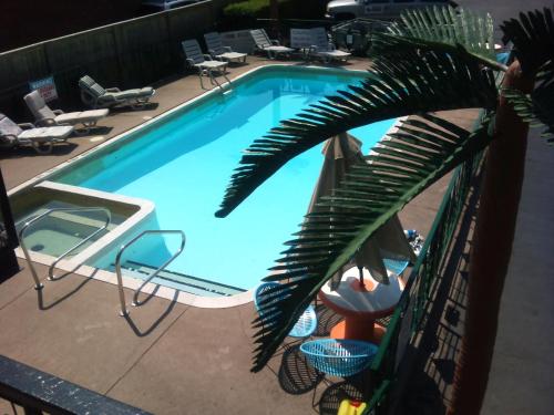 a large swimming pool with a palm tree next to it at Rainbow Motor Inn - Fallsview in Niagara Falls