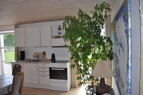 a kitchen with a plant in the corner of a room at Koebenhovedskov Bed & Breakfast in Rødding