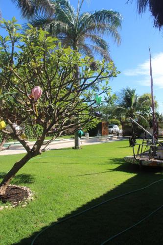 a park with a tree and grass and palm trees at 0031 Boutique Hotel & Restaurant Cumbuco in Cumbuco