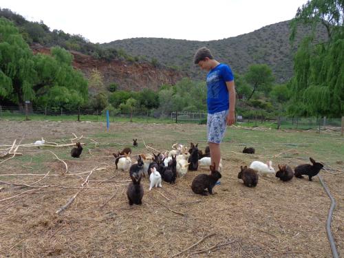 a man standing in front of a group of animals at De Oude Meul Country Lodge & Restaurant in Oudtshoorn