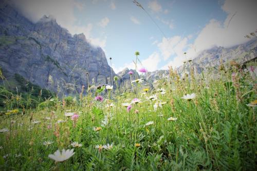 a field of flowers in front of a mountain at Hotel Beau-Séjour in Leukerbad