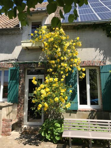 a tree with yellow flowers in front of a house at Résidence La Beauceronne in Ouarville