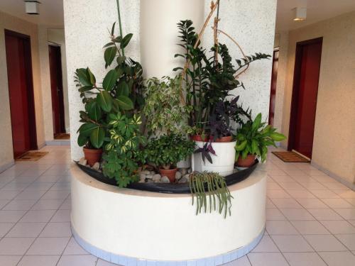 a bunch of potted plants in a building at Résidence avec piscine et box, vue sur mer in Sète