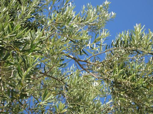 a tree with green leaves against a blue sky at Sea Sun in Plomarion
