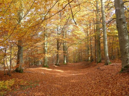 a path in the autumn forest with leaves on the ground at Villa Irene in Rienne
