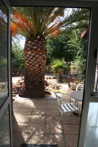 a palm tree in front of a door with a chair at De Vagebond Hotel-Pension in Windhoek