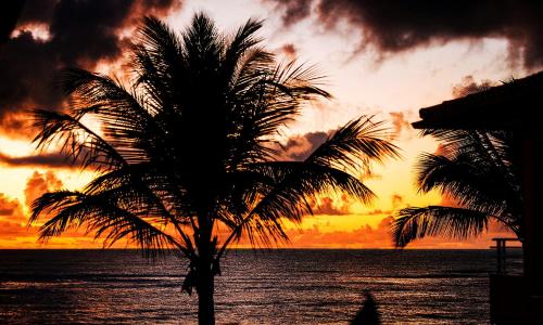 a palm tree in front of the ocean at sunset at Residence Pé na Areia in Arraial d'Ajuda