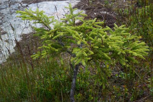 a small green plant on the side of a river at Mieps Huset Dalarna Holiday in Kullen