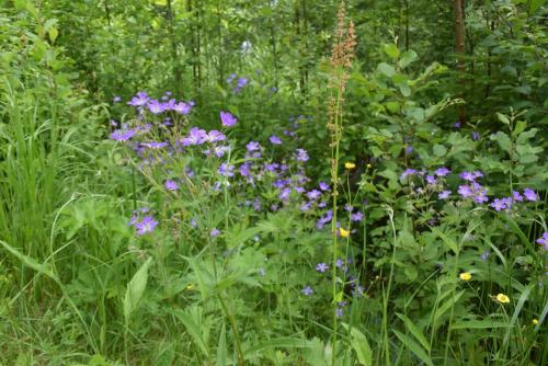 a field of purple flowers in the woods at Mieps Huset Dalarna Holiday in Kullen
