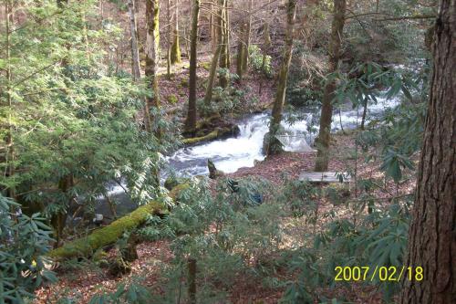 a stream in the middle of a forest with a waterfall at Garden of Eden Cabins in Cosby