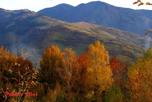 a bunch of trees with mountains in the background at Rakhiv Plai in Rakhiv