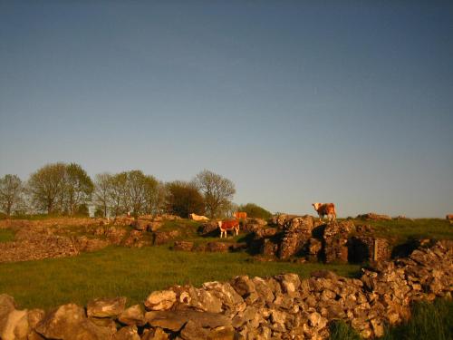 a group of cows standing on a hill near a stone wall at Biggin Hall Country House Hotel in Hartington