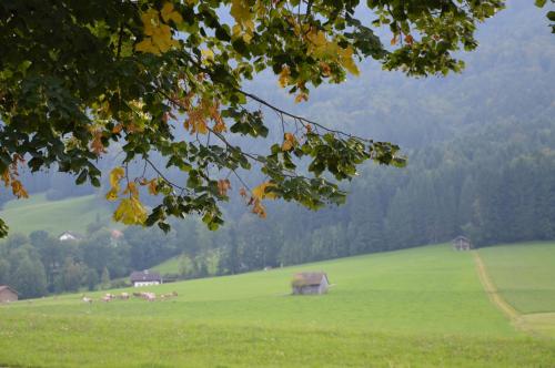 a herd of animals grazing in a green field at Pension Zenzlgut in Tiefgraben