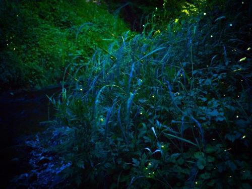 a field of grass with lights in the dark at Yamayuri no Yado in Hanamaki