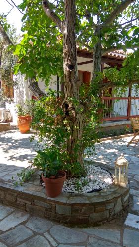 Imagen de la galería de Villa Ble, en Skopelos Town