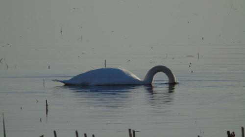 a swan is swimming in the water at Seacrest Guesthouse in Mullaghmore