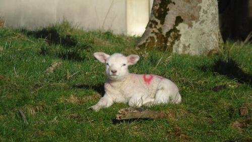a lamb with a red spot on its back laying in the grass at Seacrest Guesthouse in Mullaghmore