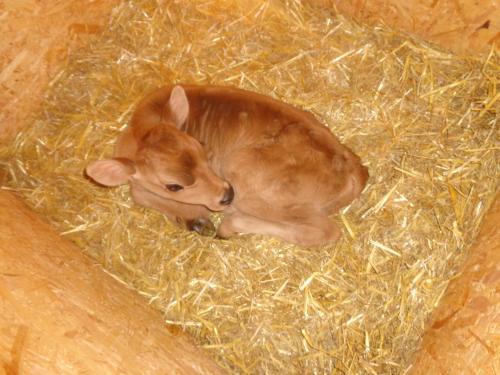 a small brown baby calf laying in hay at Pitterle Hof in Meltina