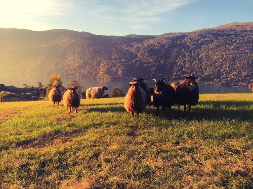 a herd of sheep standing in a field at Sygard Storrvik in Storrvik