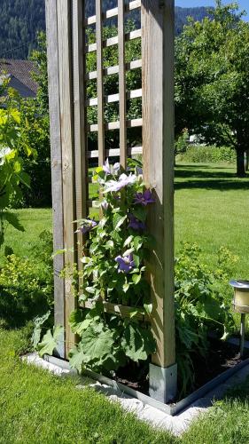 a garden with purple flowers growing under a wooden structure at Haus Salzmann in Pfunds