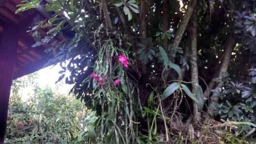a tree with a pink flower growing on it at Ouro Grosso Chales in Iporanga