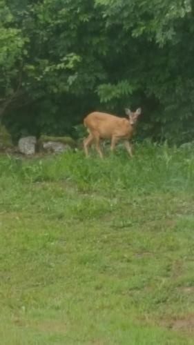 a deer walking in a field of grass at Apartment Heiko in Strömsberg