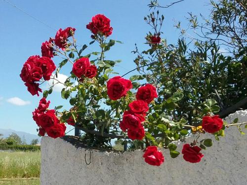 a bunch of red roses in a stone wall at Country House L'Ippocastano in Altavilla Silentina
