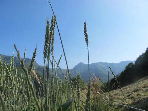 a field of grass with mountains in the background at Meiro di Choco in Pradleves