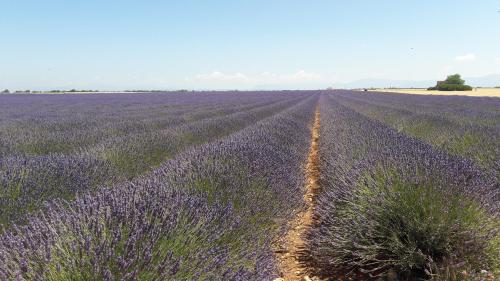 a field of lavender with a dirt road in the middle at Villabellevie in Bras-dʼAsse