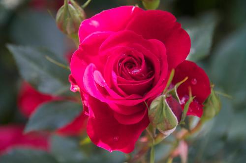 a red rose is shown at Hotel Garni Inselparadies Zingst in Zingst