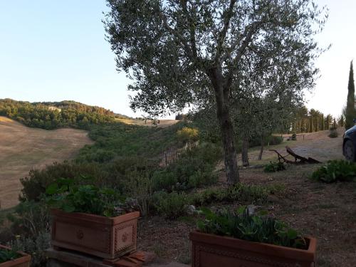 a garden with twopots of plants and a tree at Poggio Bicchieri in Campiglia dʼOrcia