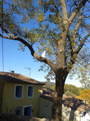 un chat assis sur la branche d'un arbre dans l'établissement LA MAISON D'A COTE, à Montarnaud