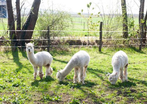 a group of three sheep grazing in a field at OBENauf in Unternalb in Unternalb