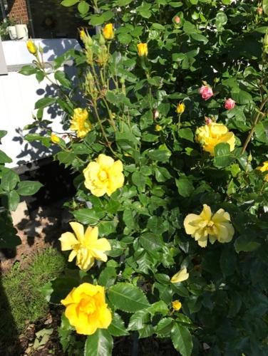 a bunch of yellow flowers in a garden at Hotell Turistgården i Simrishamn in Simrishamn
