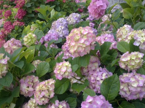 a bunch of purple and white flowers in a garden at B&B Terre Di Bea in Pederobba