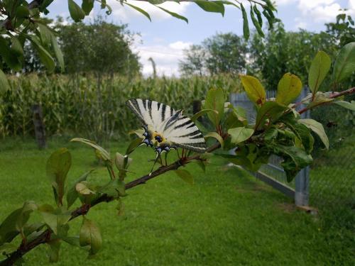 a butterfly is perched on a tree branch at B&B Terre Di Bea in Pederobba