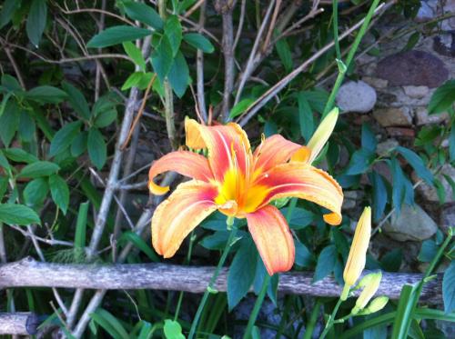 a large orange and yellow flower on a fence at B&B Terre Di Bea in Pederobba