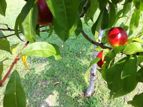 a branch of an apple tree with apples on it at B&B Terre Di Bea in Pederobba