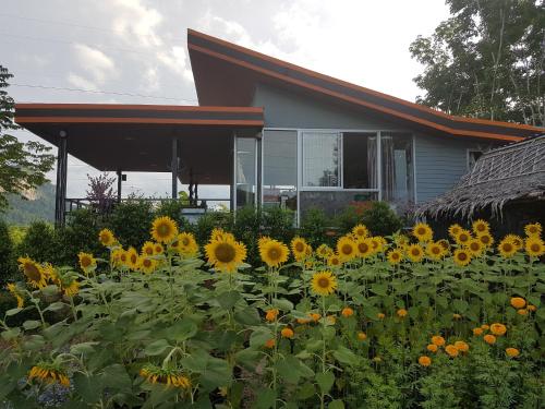 a field of sunflowers in front of a house at Rai Eingpu in Ban Ta Khun