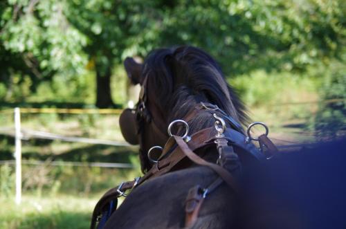 a close up of the head of a horse at Studniska Country Estate in Studniska