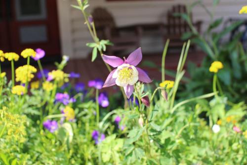 a purple flower in a garden with other flowers at Cristiana Guesthaus in Crested Butte