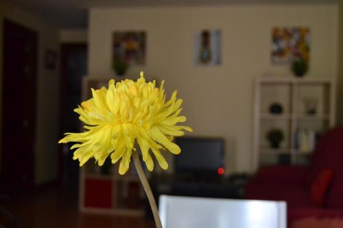 a yellow flower sitting on top of a table at Apartamento Turistico Dct. Creus in Guadalajara