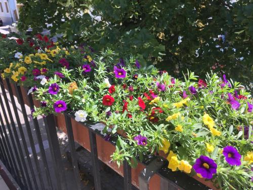 a bunch of colorful flowers in a garden at Hotel zur Post in Gumpoldskirchen