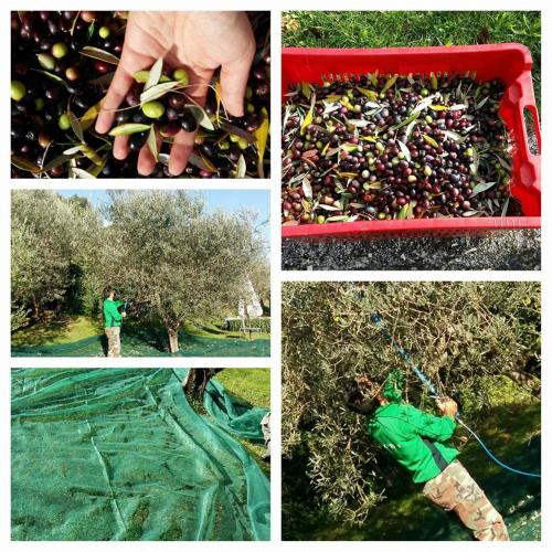 a collage of pictures of a man picking apples from an apple tree at Agriturismo Etico Le Grazie in Bevagna